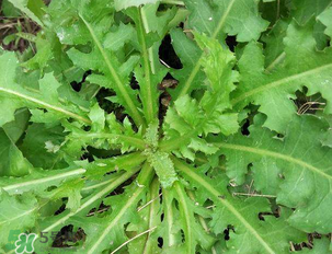 苦苦菜和蒲公英的區(qū)別 苦苦菜和蒲公英有什么區(qū)別？