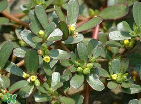 馬齒莧能治蕁麻疹嗎？馬齒莧可以治蕁麻疹嗎？