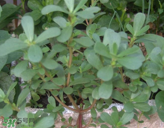馬齒莧能治前列腺炎嗎？馬齒莧可以治前列腺炎嗎？