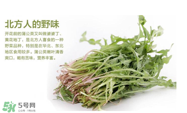 婆婆丁能和枸杞一起泡水喝嗎？婆婆丁枸杞泡水的功效