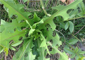苦苦菜和蒲公英的區(qū)別 苦苦菜和蒲公英有什么區(qū)別？