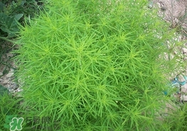 掃帚菜怎么吃？掃帚菜做法
