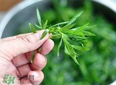 掃帚菜怎么做好吃？掃帚菜怎么吃好吃