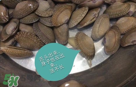 芒果螺怎么清洗？芒果螺怎么吃