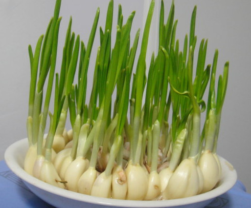 蒜苗是發(fā)物嗎？蒜苗是不是發(fā)物