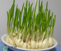 蒜苗屬于堿性食物嗎？蒜苗是酸性還是堿性