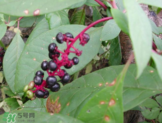 商陸可以吃嗎？商陸能不能吃？