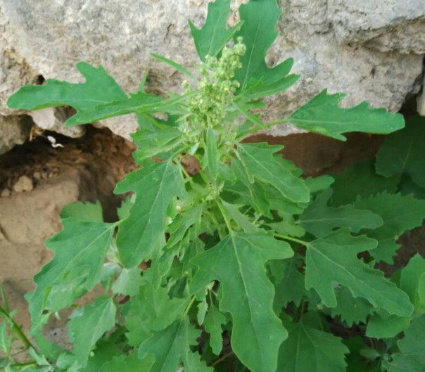 灰菜能生吃嗎？灰菜怎么做好吃
