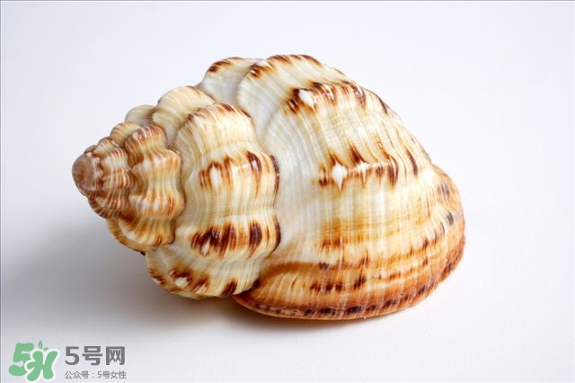 海螺的尾部能吃嗎？海螺的尾巴可以吃嗎