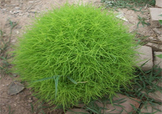 掃帚菜怎么吃？掃帚菜做法