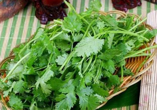 四月份可以種香菜嗎？四月份還能種香萊嗎？