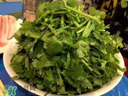 四月份可以種香菜嗎？四月份還能種香萊嗎？