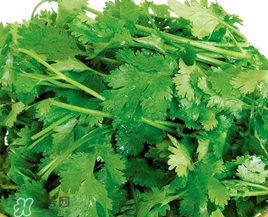 四月份可以種香菜嗎？四月份還能種香萊嗎？