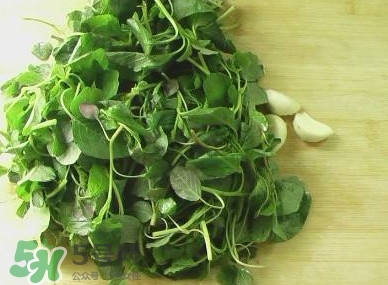 野莧菜能吃嗎？野莧菜圖片