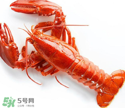 龍蝦怎么養(yǎng)不會死？大龍蝦怎么養(yǎng)不會死？