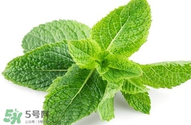 薄荷葉在哪兒買？新鮮的薄荷葉哪里買