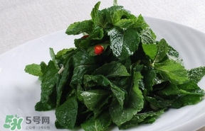 薄荷葉在哪兒買？新鮮的薄荷葉哪里買
