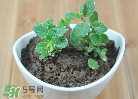 薄荷能放臥室嗎？薄荷能不能放臥室