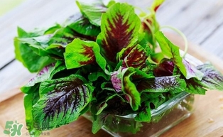 汗菜怎么摘？汗菜怎么擇