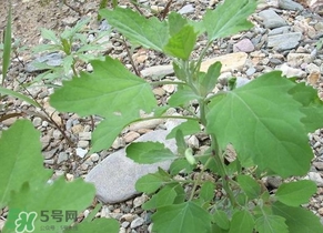 胃酸過多吃灰灰菜有好處嗎？胃酸過多能吃灰灰菜嗎