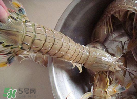皮皮蝦可以放冰箱嗎？皮皮蝦能放冰箱保存嗎？
