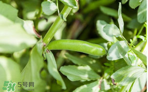什么人不能吃蠶豆？吃蠶豆的禁忌人群