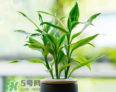 富貴竹可以和百合一起養(yǎng)嗎？富貴竹可以和什么花養(yǎng)？