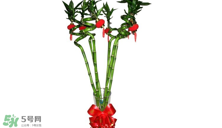 富貴竹可以和百合一起養(yǎng)嗎？富貴竹可以和什么花養(yǎng)？