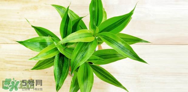 富貴竹可以和百合一起養(yǎng)嗎？富貴竹可以和什么花養(yǎng)？