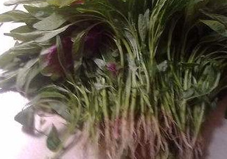 汗菜怎么摘？汗菜怎么擇