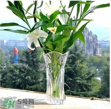 富貴竹有幾個品種？富貴竹有種子嗎？