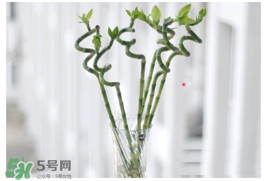 富貴竹葉子發(fā)黃怎么辦？富貴竹怎么養(yǎng)才能更旺盛？