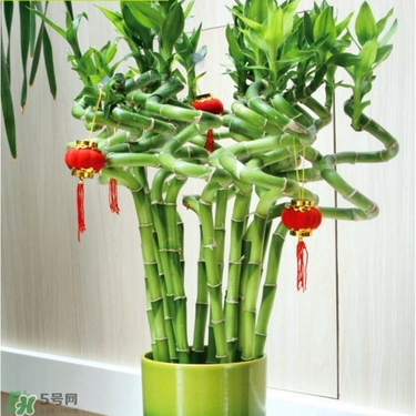 富貴竹有毒嗎？富貴竹有什么作用？