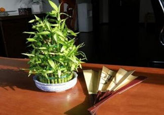 富貴竹葉子發(fā)黃怎么辦？富貴竹怎么養(yǎng)才能更旺盛？
