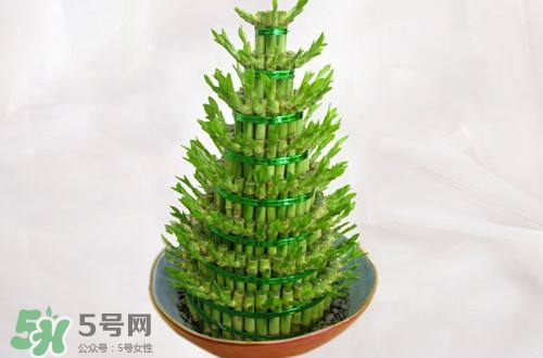 富貴竹可以和百合一起養(yǎng)嗎？富貴竹可以和什么花養(yǎng)？