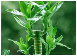 富貴竹葉子發(fā)黃怎么辦？富貴竹怎么養(yǎng)才能更旺盛？