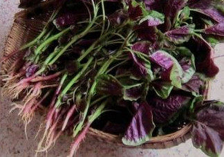 汗菜是發(fā)物嗎？汗菜是不是發(fā)物嗎