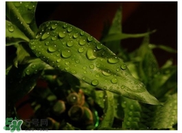 富貴竹葉子發(fā)黃怎么辦？富貴竹怎么養(yǎng)才能更旺盛？