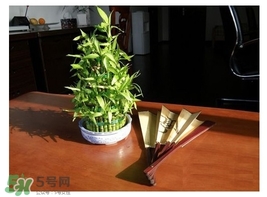 富貴竹葉子發(fā)黃怎么辦？富貴竹怎么養(yǎng)才能更旺盛？