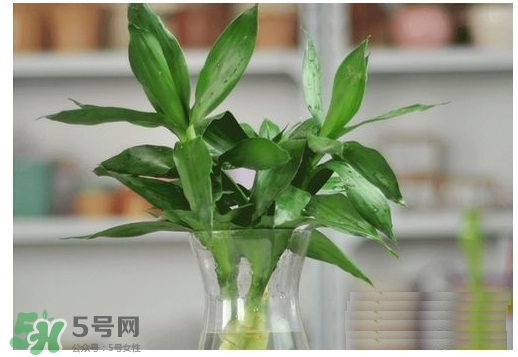 富貴竹葉子發(fā)黃怎么辦？富貴竹怎么養(yǎng)才能更旺盛？