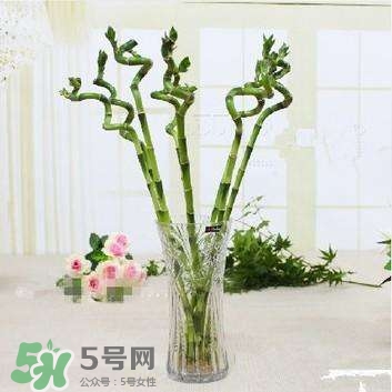 富貴竹有幾個品種？富貴竹有種子嗎？