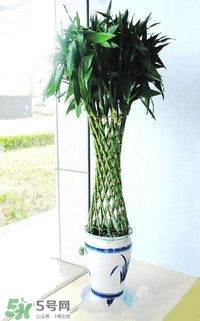 富貴竹有幾個品種？富貴竹有種子嗎？