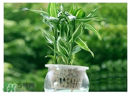 富貴竹葉子發(fā)黃怎么辦？富貴竹怎么養(yǎng)才能更旺盛？