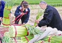 蒜苔頭能吃嗎？蒜苔頭可以吃嗎