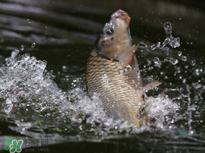 谷雨怎么釣魚？谷雨前后釣魚技巧