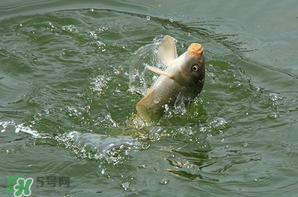谷雨怎么釣魚？谷雨前后釣魚技巧
