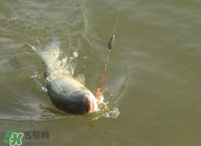 谷雨好釣魚嗎？谷雨釣魚用什么餌料？
