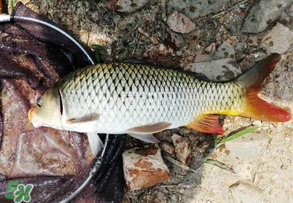 谷雨好釣魚嗎？谷雨釣魚用什么餌料？