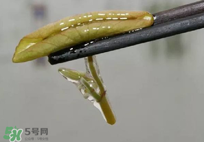 莼菜多少錢一斤？莼菜多少錢一斤2017？