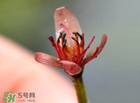 莼菜是什么菜？莼菜是荷葉嗎？